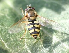 Gemeine Feldschwebfliege-1.jpg